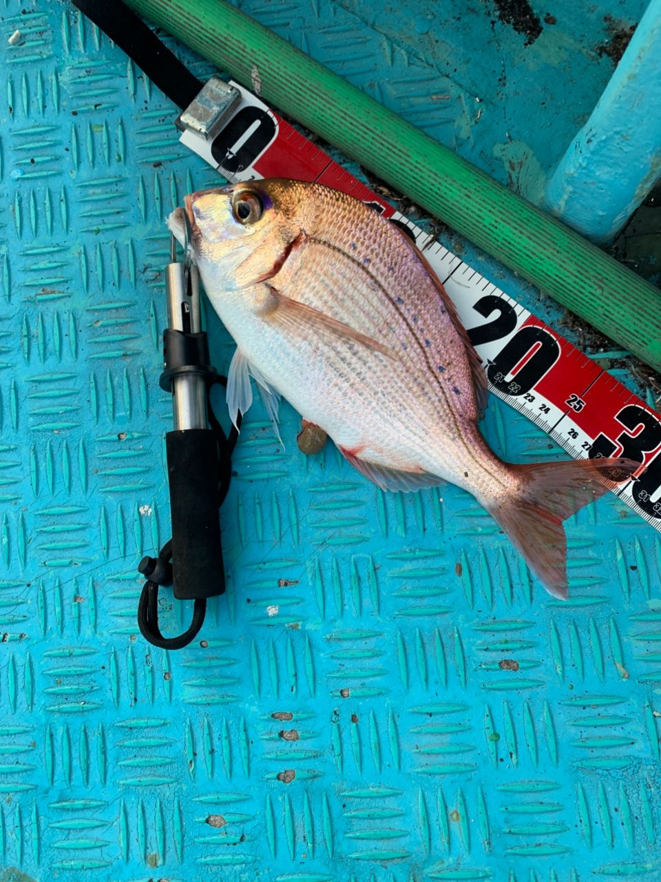 DAIWA 20落とし込みX MH-240の最安値・インプレ・釣果 | 本音の口コミ