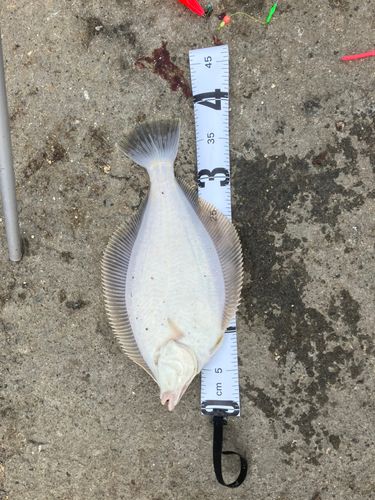 マガレイの釣果