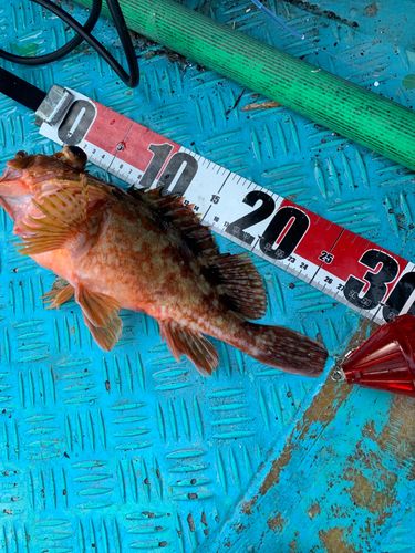 ウッカリカサゴの釣果