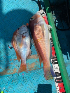 アマダイの釣果