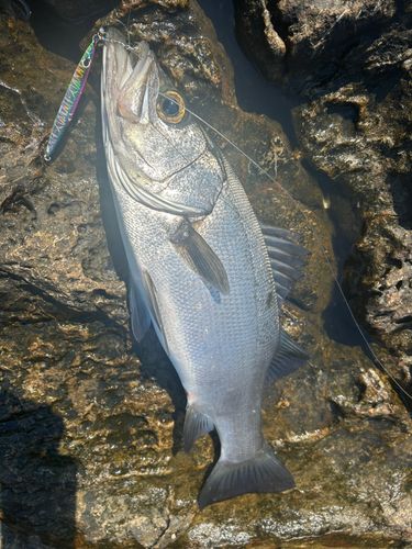 ヒラスズキの釣果