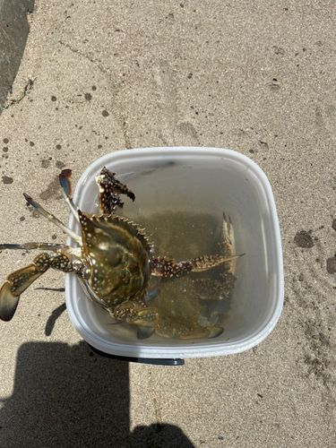 ワタリガニの釣果