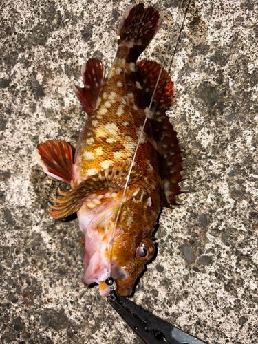 カサゴの釣果