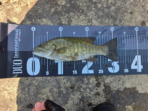 スモールマウスバスの釣果