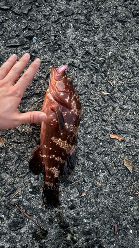 アコウの釣果