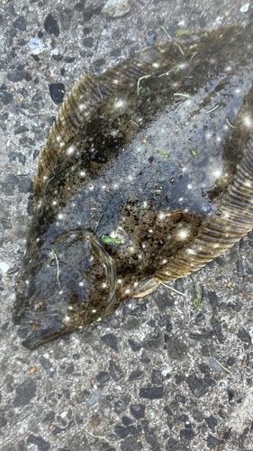ヒラメの釣果