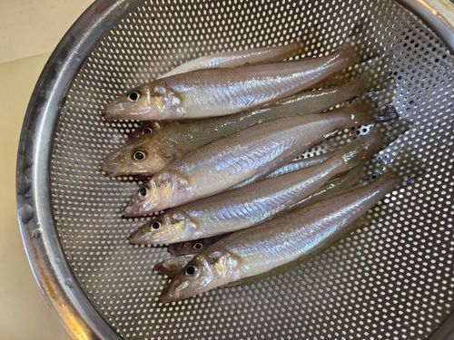 キスの釣果
