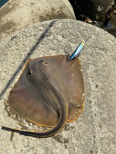 釣果