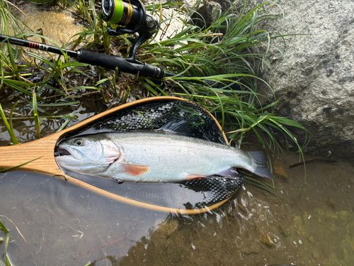 レインボートラウトの釣果