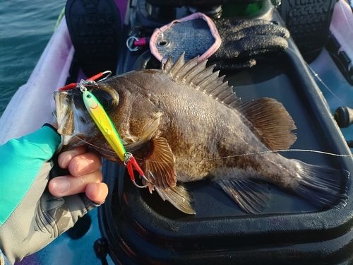 メバルの釣果