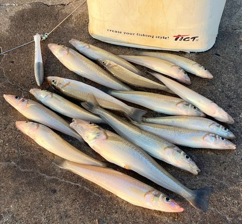 シロギスの釣果