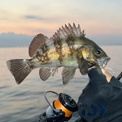 メバルの釣果