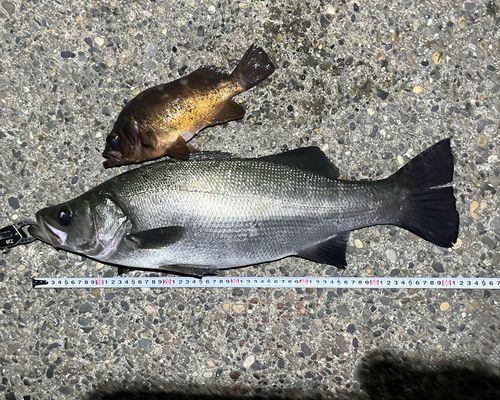 ヒラスズキの釣果