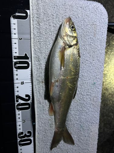 ウグイの釣果