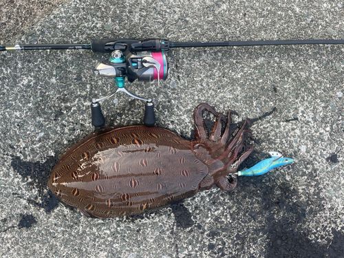 モンゴウイカの釣果