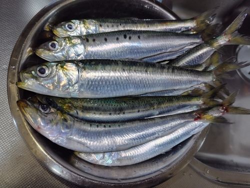 マイワシの釣果