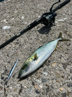 コゾクラの釣果