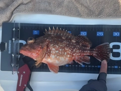 ウッカリカサゴの釣果