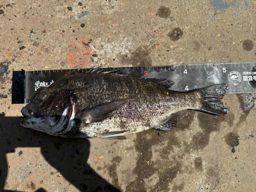 チヌの釣果