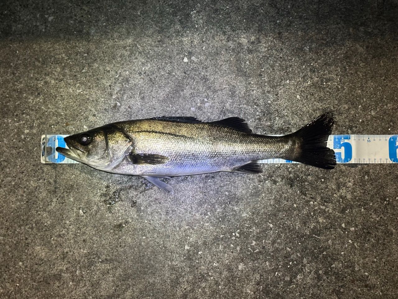 DAIWA 20ラテオ モバイル 90ML-4の最安値・インプレ・釣果 | 本音の
