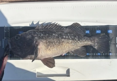 クロソイの釣果