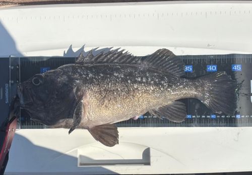 クロソイの釣果