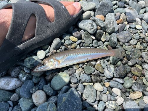 キスの釣果