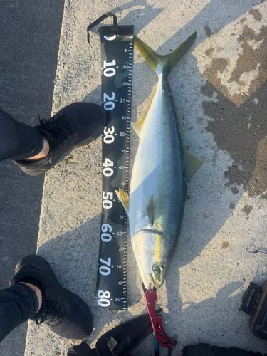 メジロの釣果