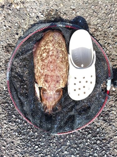 コウイカの釣果