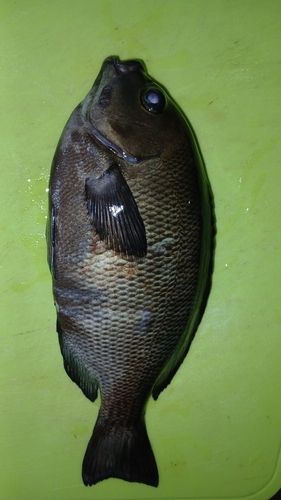 グレの釣果