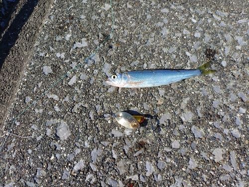 ハスの釣果