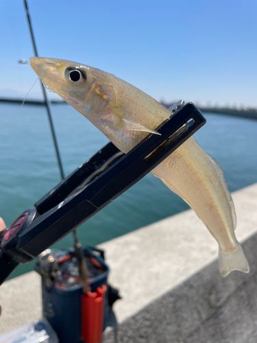 キスの釣果