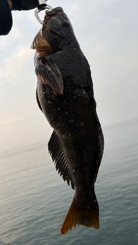 アイナメの釣果