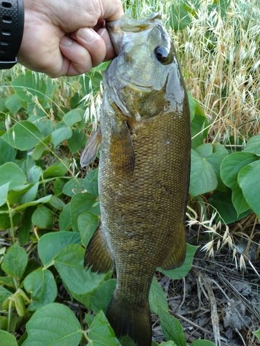 スモールマウスバスの釣果