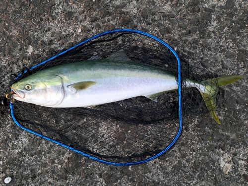 ブリの釣果