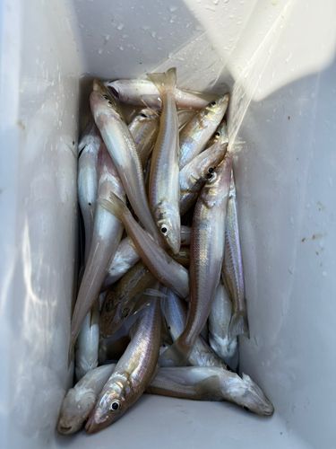 釣果