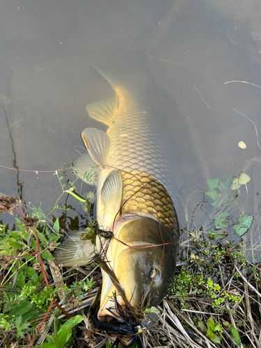 コイの釣果