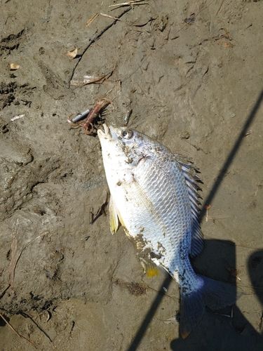 キビレの釣果