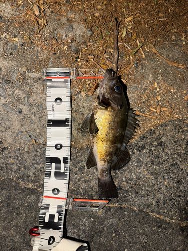 メバルの釣果