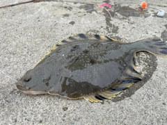 カワガレイの釣果