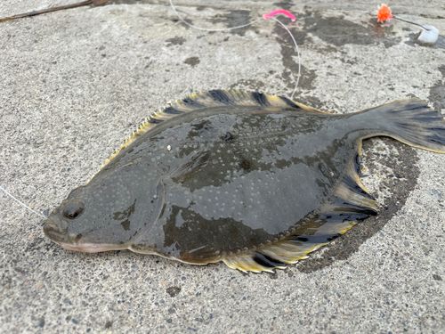カワガレイの釣果