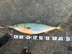 ブリの釣果