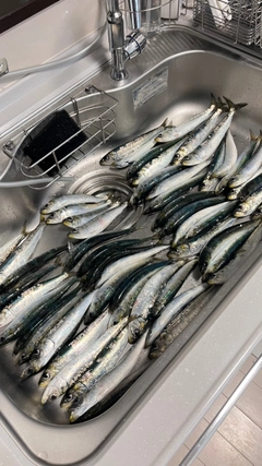マイワシの釣果