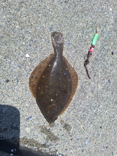 イシガレイの釣果