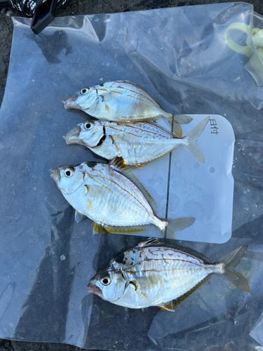 ヒイラギの釣果