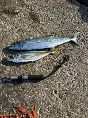 サゴシの釣果
