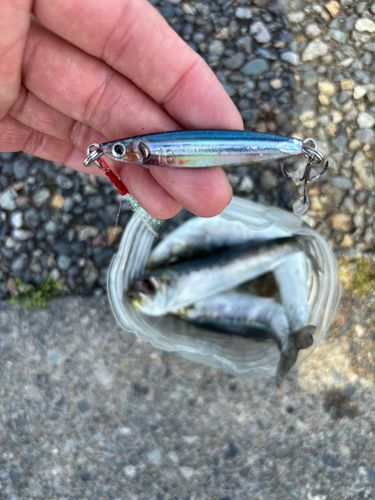 イワシの釣果