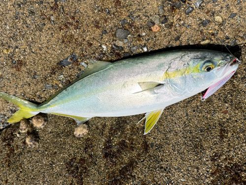 イナダの釣果