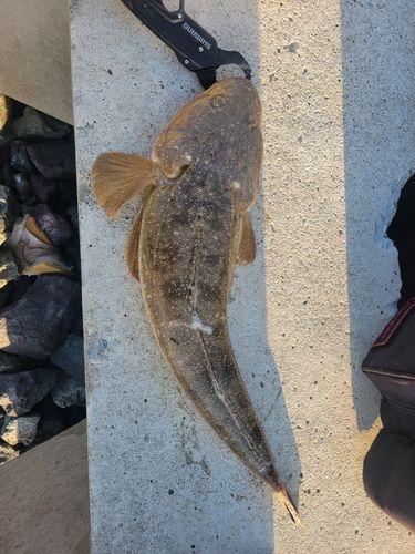 マゴチの釣果
