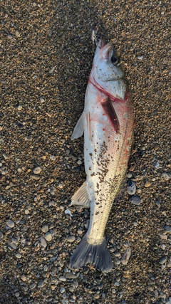 ハネ（マルスズキ）の釣果